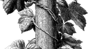 Intricate botanical engraving of twisting vine and leaves on tree trunk. vector