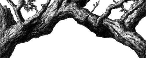 Engraved illustration of tree branches forming a natural arch. vector