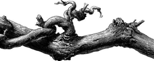 Intricate engraving of a gnarled tree branch with twisted bark and knots. vector