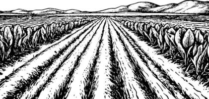 A black and white illustration of a vast agricultural field with rows of crops and hills in the background. The perspective emphasizes the depth of the field, showcasing the neat rows of plants. vector
