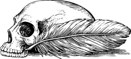 A detailed illustration of a human skull resting on a large feather, showcasing intricate line work and shading. vector