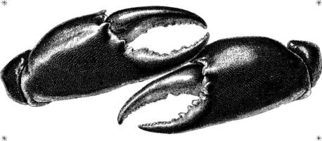 Detailed vintage engraving of two crab claws in black and white. vector