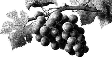 Vintage botanical engraving of grapes on vine with detailed leaves. vector