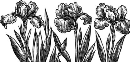 A detailed black and white illustration of three iris flowers with long green leaves. The flowers are depicted in a realistic style, showcasing their intricate petals and structure. vector