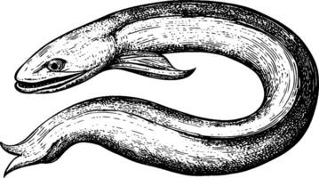 An illustration of an eel, showcasing its elongated body and distinct features. The eel is depicted in a detailed, vintage style, emphasizing its smooth texture and fins. vector
