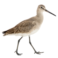 Beautiful sandpiper bird on a snow covered ground capturing its unique posture and fine details against a soft snowy backdrop png