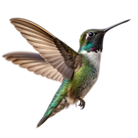 Beautiful close up of a hummingbird soaring displaying iridescent green plumage and delicate wings in motion captured against a light backdrop png