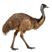 majestätisch Emu im voll schreiten mit ein heftig Blick gefangen gegen ein Stark Hintergrund zu betonen es ist anmutig Bewegungen und wild Natur png