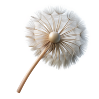 enchanting quintessential Photorealistic, hyper-specific isolated cutout of a dandelion seed head with delicate, wispy parachutes with Transparent Background png