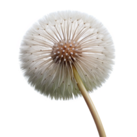 vibrant quintessential Photorealistic professional render, hyper-specific, single isolated dandelion seed head, ultra-detailed with Transparent Background png