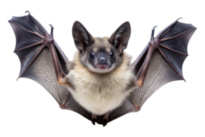 Halloween themed image of a charming bat in close up, showcasing fine details and ready for digital use png