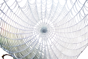 Intense close up of spider anatomy on white, capturing the texture and patterns in high definition png