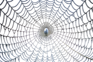 symmetrical spider web with spider, emphasizing natures artistry and intricate design png