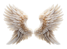 Stunning angel wings arranged in an elegant symmetrical pattern, showcasing intricate feathers and delicate softness on a Transparent Background png