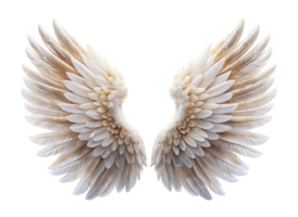 Exquisite pair of angel wings with fine, soft feathers, perfectly displayed in a symmetrical arrangement against a pure Transparent Background png