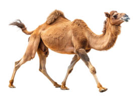 A camel walking on sand in a desert setting, captured with a Transparent Background highlighting its natural beauty and movement png