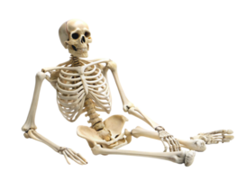 Human skeletal structure model in anatomical pose, highlighting bones and joints, isolated for medical and educational reference png