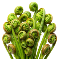 Fresh fiddlehead ferns isolated on Transparent Background, vibrant green and coiled, perfect for culinary use png