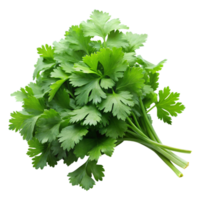 Fresh coriander bundle tied with string, isolated on white, aromatic and flavorful herb for recipes png