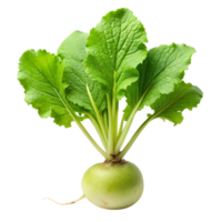 Close up of whole green radish with leafy greens, displayed on a white surface, emphasizing freshness and natural texture png
