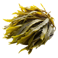 Green kelp strands arranged on Transparent Background, highlighting their use as a superfood and nutritious ingredient png