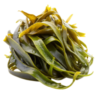 Freshly harvested kelp seaweed, isolated on white, ideal for Asian cuisine, salads, and wellness concepts png