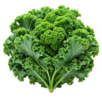 Bright and crisp curly kale leaves, arranged on Transparent Background, highlighting their use in nutritious meals png