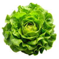 Close up of whole butterhead lettuce, displayed on a clean white surface, emphasizing vibrant color and crisp texture png