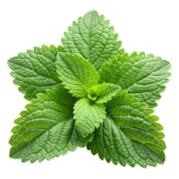 Crisp and aromatic lemon balm leaves arranged on Transparent Background, highlighting their use in teas and culinary dishes png
