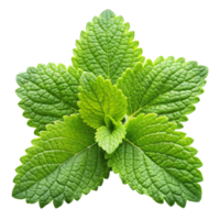 Close up of vibrant lemon balm leaves, displayed on a clean white surface, emphasizing natural color and texture png