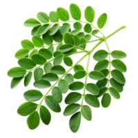 Close up of vibrant moringa leaves, displayed on a clean white surface, emphasizing natural color and texture png
