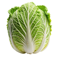 Crisp and leafy Napa cabbage head on Transparent Background, emphasizing natural texture and healthy food uses png