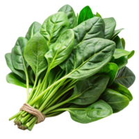 Green leafy spinach bundle displayed on a clean white surface, emphasizing freshness and vibrant color png