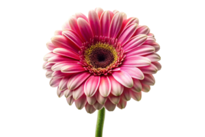 Fresh and detailed view of a bright pink gerbera flower with intricate petals on white png
