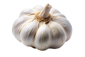 Close up of a garlic bulb with subtle shadows on white background png
