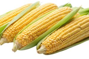 Group of corn cobs with kernels and husks highlighting nutritious and organic food png