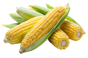 Fresh corn on the cob with husks displayed on a white background for healthy food concept png