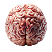 3D model of the human brain with realistic textures isolated on Transparent Background png