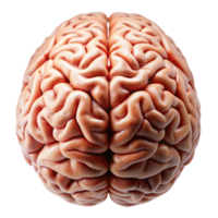 High resolution image of the human brain, highlighting complex neural patterns on Transparent Background png