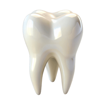 Realistic depiction of a human molar tooth emphasizing dental health and oral hygiene png