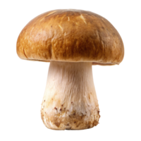 Fresh whole porcini mushroom with smooth cap and textured stem, isolated on Transparent Background, perfect for culinary use. png