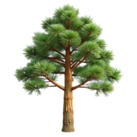 playful dramatic Mature Ponderosa pine tree with long needles, thick trunk, texturebark, soft lighting, isolateon transparent background,high-resolution product photography high resolution png