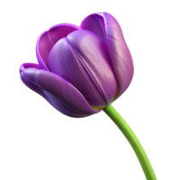 distinctive victorian Single purple tulip with variegatepetals, long stem, studio lighting, top-down view, isolateon transparent background,high-resolution product photography detailed png