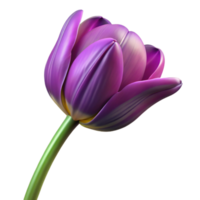 acclaimeindustrial Single purple tulip with variegatepetals, long stem, studio lighting, top-down view, isolateon transparent background,high-resolution product photography original png
