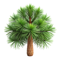 reflective vibrant Slash pine tree with long needles, flaky bark, soft lighting, top-down view, isolateon transparent background,high-resolution product photography high quality png
