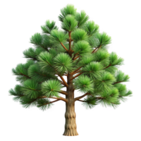 hypnotic whimsical elegant Mugo pine tree with short needles, dense branching, rough bark, dramatic lighting, front view, isolateon transparent background,high-resolution product photography genuine png