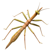 majestic distinguisheStick insect camouflageas a twig, texturebody, detailelegs, soft lighting, side view, isolateon transparent background,high-resolution product photography png
