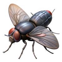 elegant exemplary Housefly with transparent wings, dark body, hairy legs, realistic textures, dramatic lighting, side view, render, isolateon transparent background,high-resolution product photography png