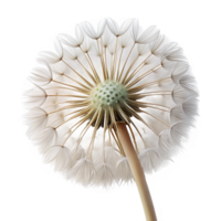 remarkable retro Single dandelion seehead, white, detaileseeds, soft lighting, front view, with transparent background,high-resolution product photography elite png
