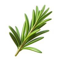 romantic extraordinary Single, sprig of rosemary with needle-like leaves, studio lighting, top-down view, with transparent background,high-resolution product photography studio quality png